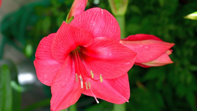 Amaryllis zonder waxlaagje loopt volgend jaar weer uit