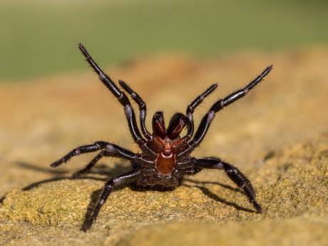 Na bosbranden en overstromingen gaan dodelijke spinnen nu Australië teisteren, zeggen experts