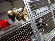 Voorleesuurtje voor katten 'is écht geen 1-aprilgrap'