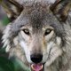 Uit water geredde ‘hond’ blijkt eigenlijk een wolf te zijn…