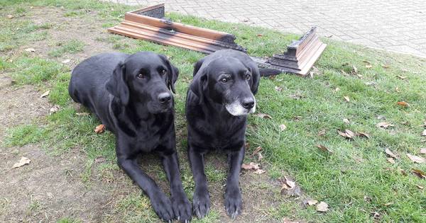 Baasjes gewekt door hond Indy: ‘Een uur later en we waren er niet meer geweest’