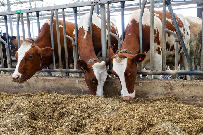 Koeien in de stal. In de toekomst zal de ammoniakuitstoot op de boerderij zelf worden gemeten.