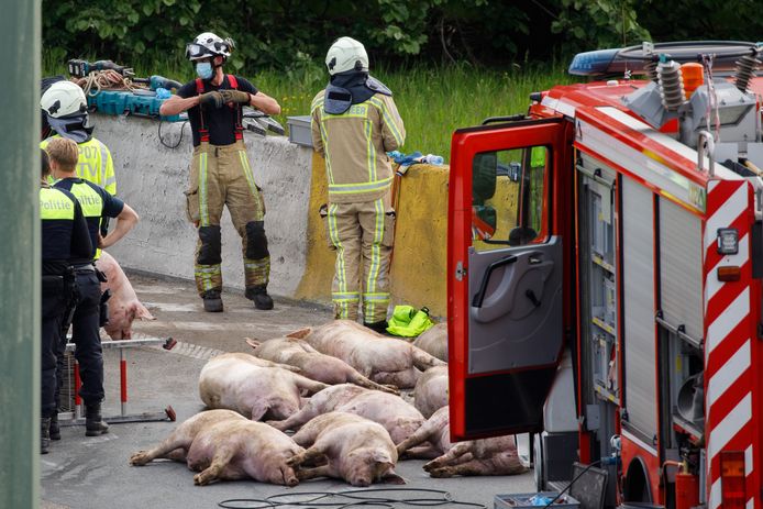 Een vijftiental dode varkens lagen na het ongeval op de weg.