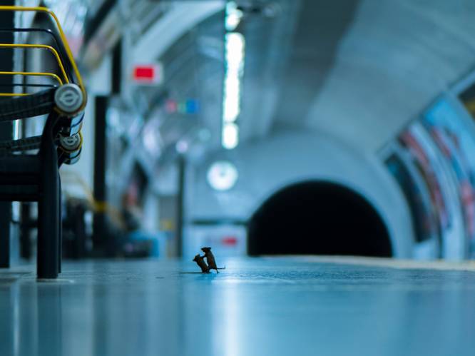 Foto worstelende muizen in Londense metro wint Wildlife Photographer of the Year 2019