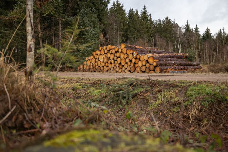 La Corte dei conti dice che non si tratta di taglio selvatico, ma la politica forestale è caotica
