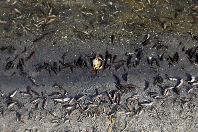 Pour le quatrième jour consécutif, des poissons morts continuent d'apparaître sur les plages de La Manga del Mar Menor, Murcie, Espagne, 21 août 2021.