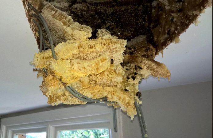 Plafond lekt plots honing: Brits koppel ontdekt gigantisch bijennest in huis | Bizar | hln.be