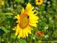 Lint van vier kilometer zonnebloemen verfraait maïsvelden Lochem
