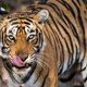 De comeback van de tijger in Nepal heeft een prijs: mensenlevens