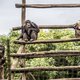 Olmense Zoo mag deuren weer openen van minister Weyts