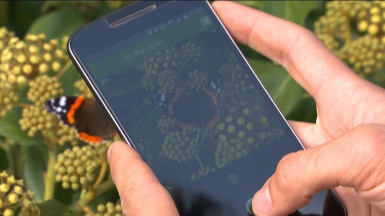 deze app helpt je insecten herkennen de morgen