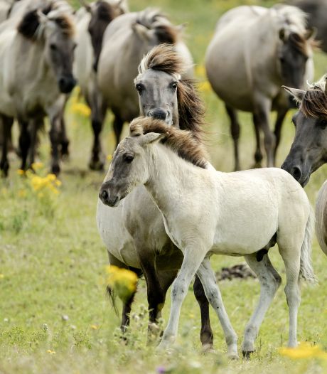 Konikpaarden moeten wijken voor kiekendief: dieren uit Oostvaardersplassen naar de slacht