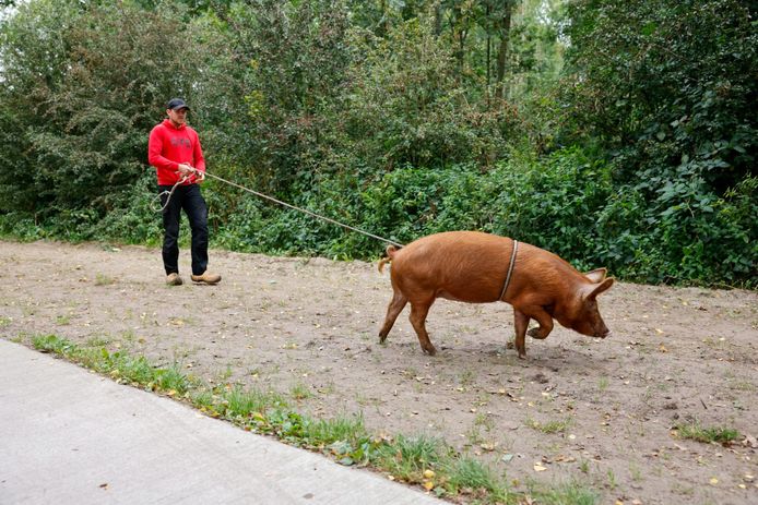 Hans Louwerse heeft het varken in Ede gevangen met een lasso.