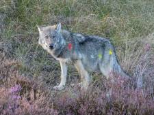 Rechter: Gelderland mag voorlopig niet op wolf schieten met paintballgeweer