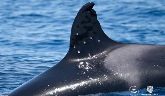 Toñi, de ‘grootmoeder’ van de Iberische orka’s, mogelijk beschoten in Straat van Gibraltar, Spanje opent onderzoek