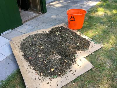Duizenden bijen dood door verboden fipronil, man uit Lage Mierde veroordeeld