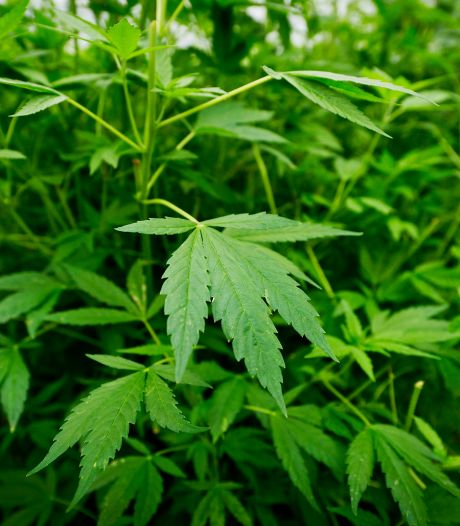 Vrijspraak en werkstraf voor verdachten rond centraal distributiepunt voor wietkwekerijen