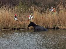 Paard kan het water niet uitkomen in Zeewolde: ‘Hij raakte vermoeid na twee uur’