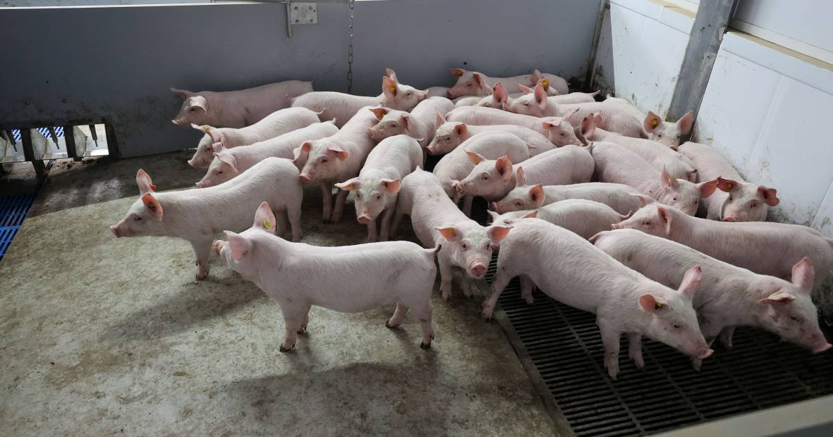 Raad van State vernietigt vergunning megastal Beerzerveld: grote gevolgen voor stikstofproblematiek 