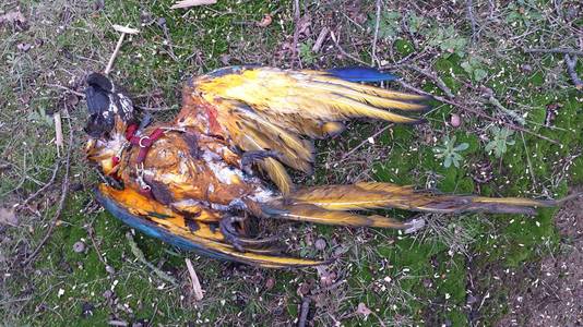 Jager schiet papegaai Rambo neer: jaagt toch niet op huisdieren?' | Buitenland | AD.nl