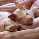 Vijftig varkens sterven bij verkeersongeval in Nederland