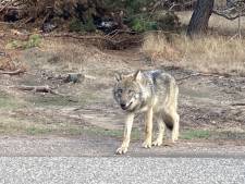 Kamer roept kabinet op ‘zich actief te blijven inzetten’ voor bescherming wolf