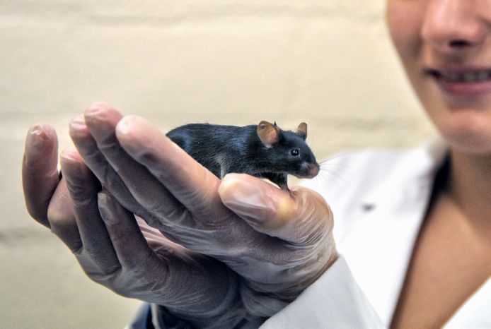 Er zijn in 2020 minder dierenproeven op muizen vastgesteld.