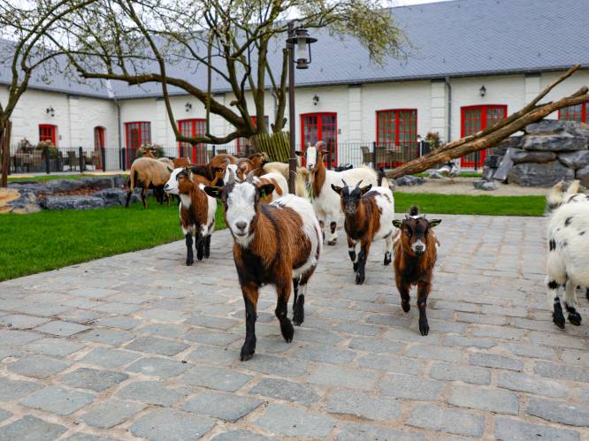 Pairi Daiza biedt 21 nieuwe ‘farmhouse lodges’ aan, met direct contact met boerderijdieren