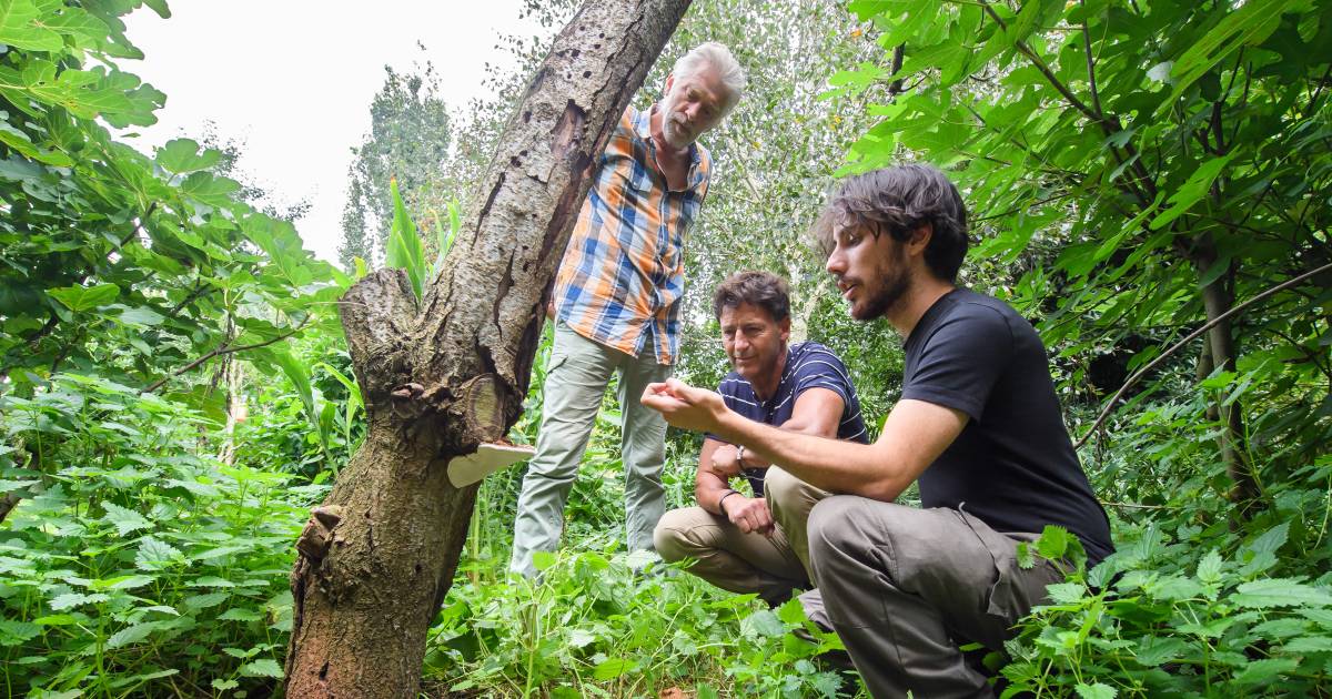 Truffelgilde koestert de paddenstoel: 'Schimmels ruimen ongezonde bomen op' - BN DeStem