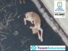 Un drone géant déployé à La Palma pour sauver des chiens piégés par la lave