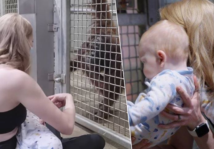 Dierenverzorgster Whitlee met haar baby Caleb bij orang-oetan Zoe.