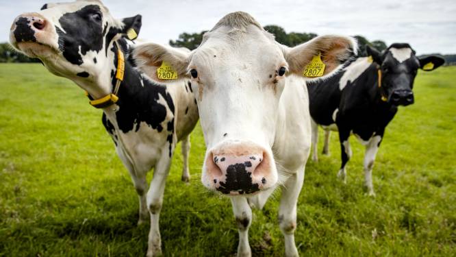 Bouw wil snel begin van uitkoop boeren: ‘Kom op met die woest aantrekkelijke regeling’