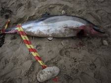 Échouage massif de dauphins en France: la majorité présentent “des traces de capture”