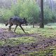 Steeds meer wolven in België, hoop dat roedel in de maak is