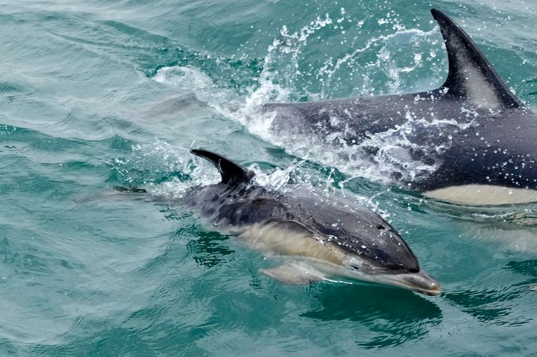 De Amerikaanse marien bioloog Denise Herzing ontwikkelde al een interface voor dolfijnentaal. Beeld AP