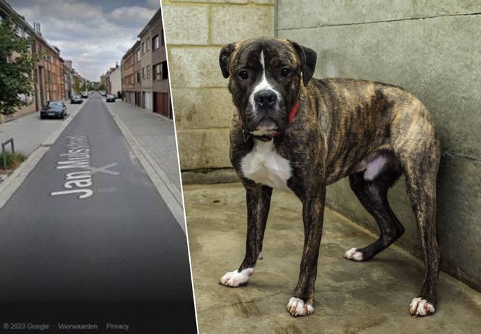 De hond van Bart werd aangevallen door loslopende agressieve stafford in de Jans Mulsstraat in Strombeek-Bever, deelgemeente van Grimbergen. De stafford op deze foto is niet de hond in kwestie.