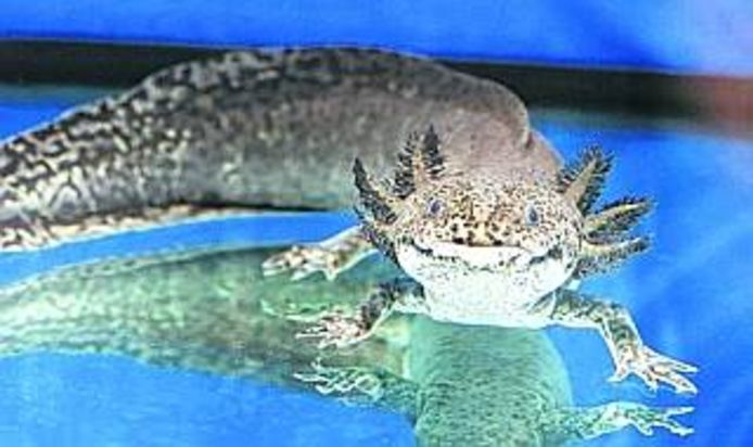 De axolotl, een in Mexico levende salamander, die niet alleen in staat is een nieuwe staart te laten groeien, maar ook afgehakte poten en uitgestoken ogen.