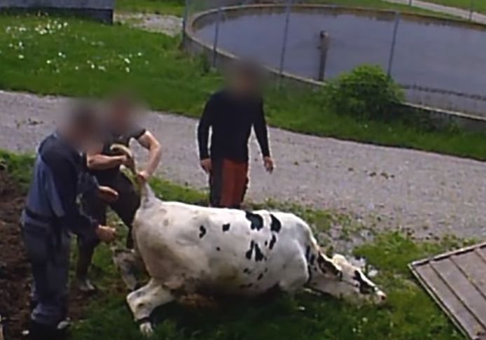 Beelden gemaakt door de Duitse dierenrechtenorganisatie SOKO Tierschutz in het grootste melkveebedrijf in Beieren.