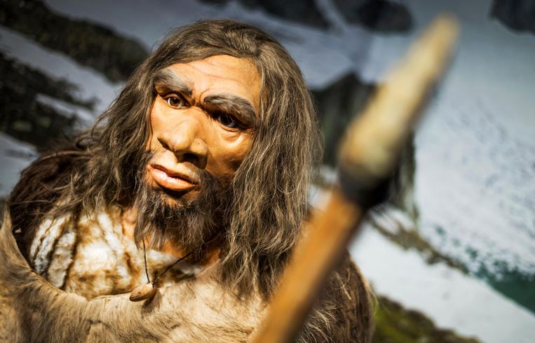 Museum-impressie van een neanderthaler. Beeld ANP