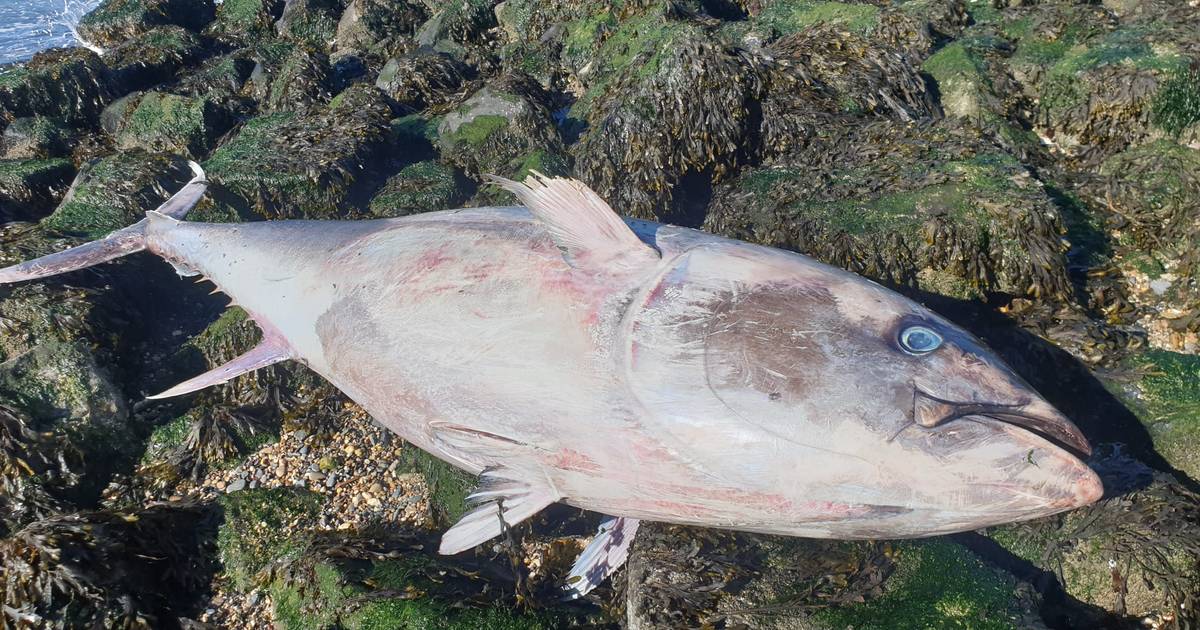 Blauwvintonijn van 2,40 meter dood aangespoeld bij Ritthem: ‘Was nog vers’