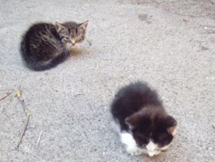 Dierenambulance Gouda heeft twee uitgedroogde katjes gevonden.