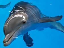 Le Hamas affirme avoir capturé un “dauphin espion israélien équipé d’armes” au large de Gaza