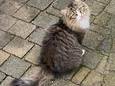 De vermiste poes Diva