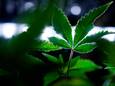 Onder meer cannabis werd door de vier beklaagden verhandeld in de regio Geraardsbergen-Lierde.