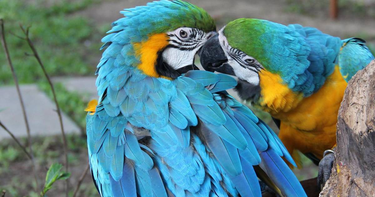 vogels zijn precies als mensen negen op tien gaan vreemd dieren hln be