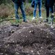Het eerste mierenreservaat van Nederland ligt op de hei van Bennekom