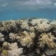 Koralen op Maldiven verbleken massaal