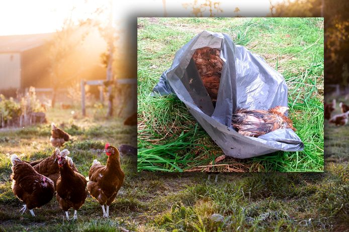 Tien vleeskippen werden 'wreed verscheurd' aangetroffen in een plastic tas in Oldenzaal