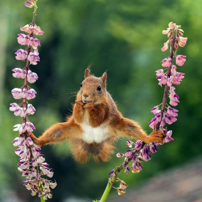 De winnende eekhoornfoto van Geert Weggen, gemaakt in zijn tuin in Zweden
