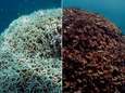 Koralen in Great Barrier Reef zijn er erger aan toe dan gedacht
